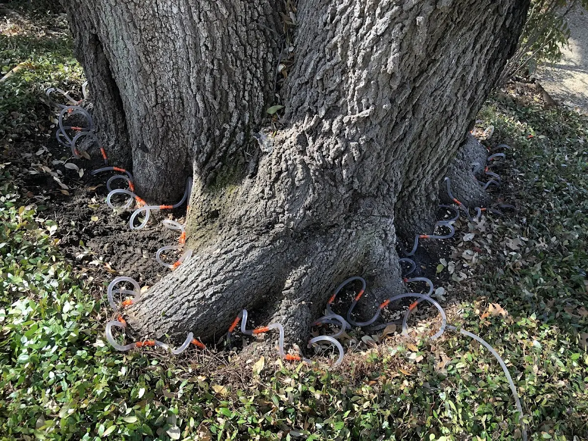 Detailed Tree Cabling and Bracing job site in Pacific City