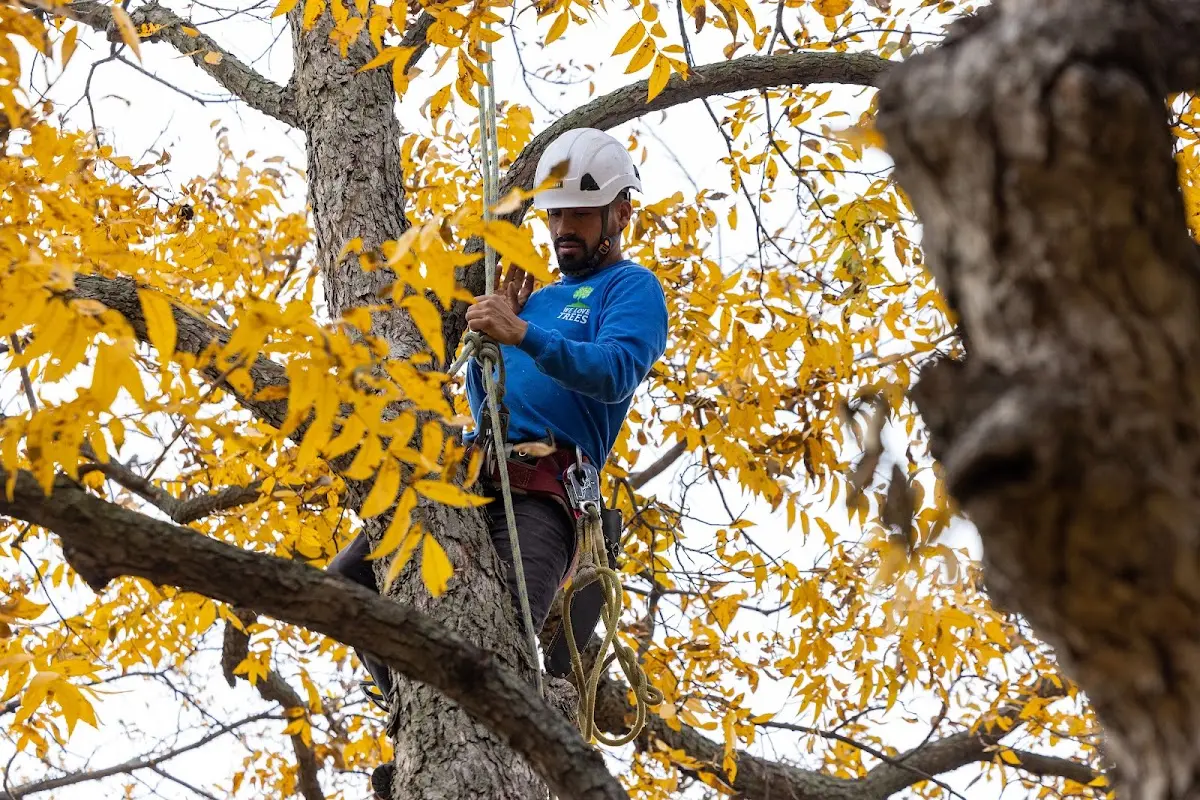 Skilled Tree Pruning crew working in Pacific City